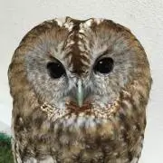 ぎゃーこの画像