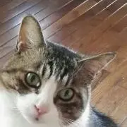 ぺく♡世界に1つだけのメッセージカードの画像