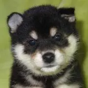 ポチ