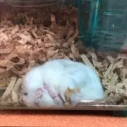 グミ@