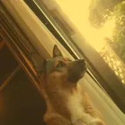アコ