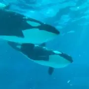 ティコの画像
