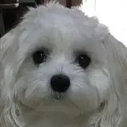 ラッキィぱぱ