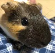 クッキーさん