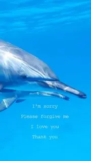 ちこり