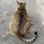 pontaの画像