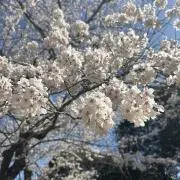 まるりの画像