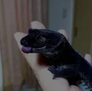 ごん