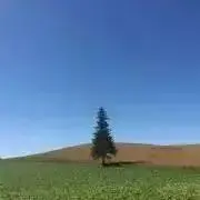 yGreenの画像