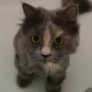 ゆい