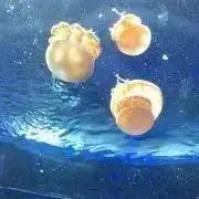 ねぐせ。の画像