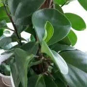 konbu2543の画像
