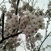 る