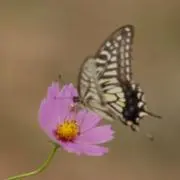 ふか