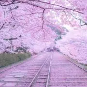 catorderの画像