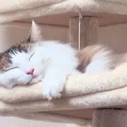 はやの画像