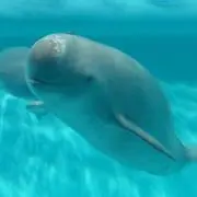 きおすけ