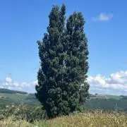 ヤベントスの画像