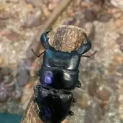 やすぴーの画像