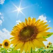＊花華＊の画像
