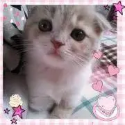 こにゃんこ