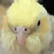 ちきんの画像
