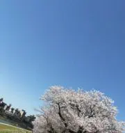 skrの画像