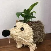 ヨッシーの画像