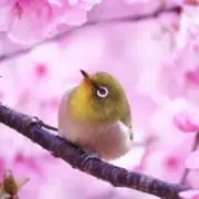 サクラギの画像