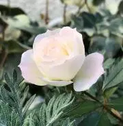 水と樹の詩