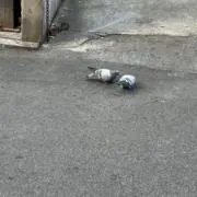 梟の画像