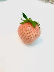 ももみの画像