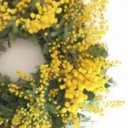 mimosa♡の画像