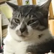 ワイ