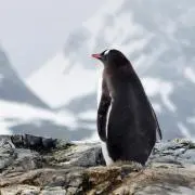 企鵝の画像