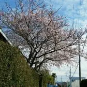 しんしん