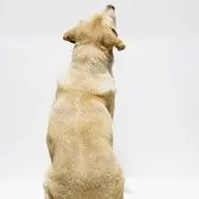 鴨鍋の画像