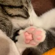 みーこ