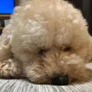 mofumofu
