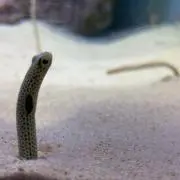@ponの画像