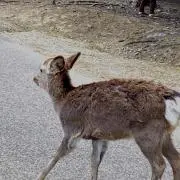 こぱちの画像