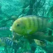 ポジの画像
