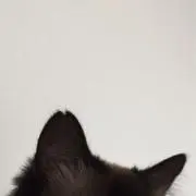 cocoaの画像