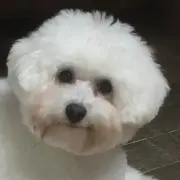 マキ