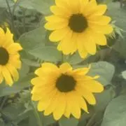 ももぎの画像