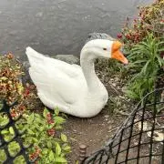 ゆきしろの画像