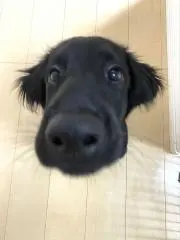 しょうへい