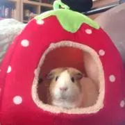 ぷ♩♪の画像