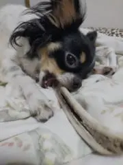 はな
