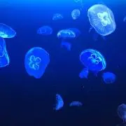 コップの画像